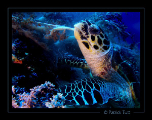 Today's menu : soft coral - Brothers Island - Egypte - Lu... by Patrick Tutt 